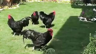 Austrolop Breed Heritage