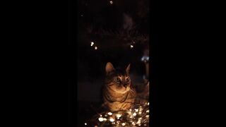 Asadvlog11 312.310 || Funny Cat And Dog Videos Compilation Best Of The 2023 Funny Animal Videos