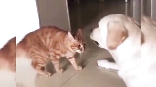 Cat vs Dog Intense fight!!!