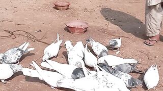Pigeon