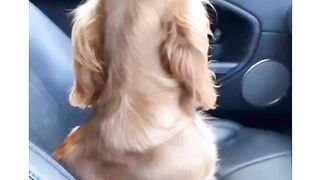 Dog eyes