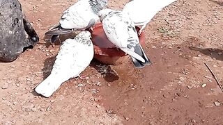 Pigeon