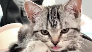 Beautiful cats clips