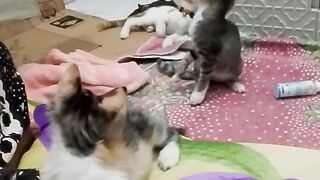 Sweet memories of my kitten playing with her late mother.