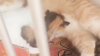 Baby cat 30