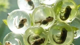 Frog metamorphosis