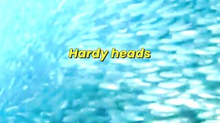 Sharks Hunt Fish in Shallow Waters