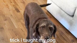 She's a DISTINGUISHED Woman 😭🐕 Genius Dog Tricks!