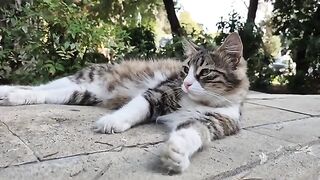 Adorable cat with fascinating green eyes.