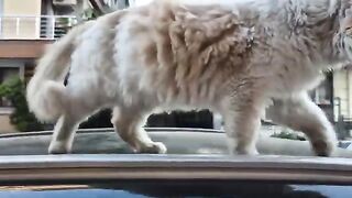 Street cats meow because they are hungry.