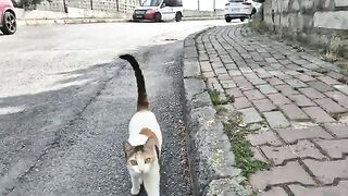 Cute Street Cat is so hungry that she hugs my hand and asks for food. 2