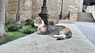 Very Hungry and Super Cute Mother Cat.