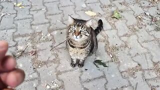 Incredibly Cute Chubby Tabby Cat.