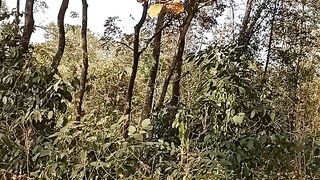 Hutan larangan