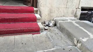 The mother cat just gave birth to her tiny kittens right in the middle of the street.