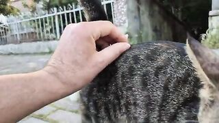 Cats communicating with each other by sniffing one another.