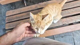 Little orange cat asking me to adopt him and take him home.