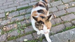 This cat is so hungry that it Meows very loudly and wants me to feed it immediately.