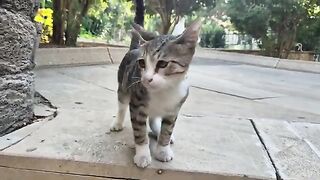 Wow, Look at the Incredible Colors on This Stray Cat.