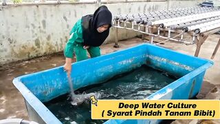 Pindah tanam bibit pada Deep Water Culture