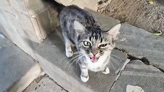 I was sitting on a bench when a stray cat came and told me it was hungry.