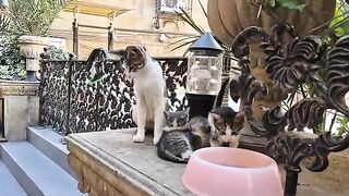 The little kittens are so small, pure, and innocent.