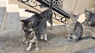 The Inseparable and Magnificent tabby cat family.