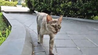 Cute stray cat with different colors.