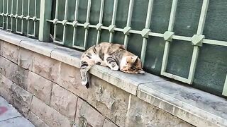 The cute street cat that starts meowing for food the moment it wakes up.