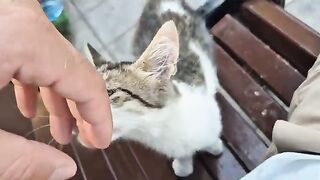 A very affectionate stray cat toward people.