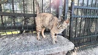 Silent Meows: A Cat With Damaged Vocal Cords.