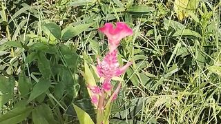Amazing a different flowers