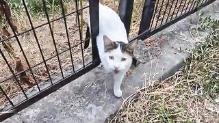 Friendly street cats cuddle me by hugging my feet.