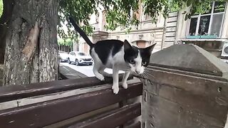 The tuxedo cat is walking around my feet asking for food because he is very hungry.