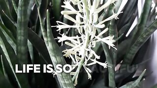 LIFE IS SO BEAUTIFUL