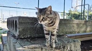 ​Cute tabby cat with gorgeous green eyes.