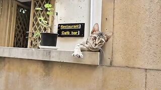The cute little tabby kitten that wins people's hearts.
