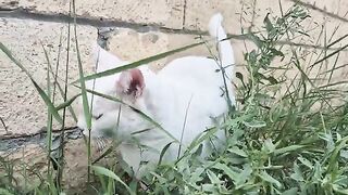 Look at this Angry White Cat, she’s eating grass like a cow.