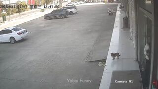 Funniest video #3