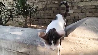 ​The poor hungry cat was screaming at the top of his lungs for food.