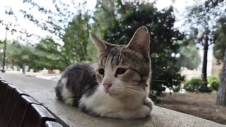 The most heartbroken stray cat I have ever seen.