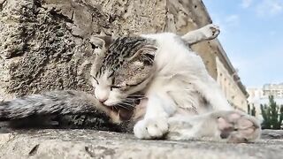Two grown men, but they still play, thinking they are kittens.