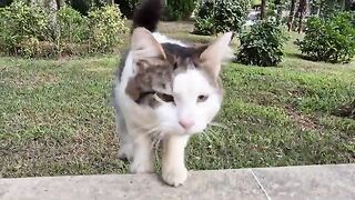 Hungry street cats running to me the moment they see me.