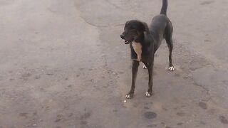 Cachorro gato