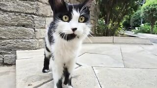 The Street Cat That Looks Best in Black and White.