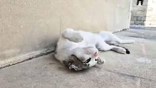 He is not a stray cat, but unfortunately he was abandoned and lives on the street.