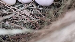 A Beautiful Bird’s Nest Filled with Delicate Eggs 🥚🐦