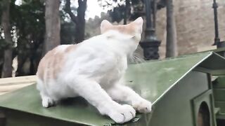 Kitten Comforts Sick Orphan Baby Kitten.
