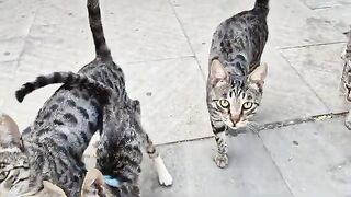 I Stumbled Upon a Perfect But Very Hungry Cat Family.