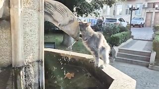 Street cat drinks from ornamental pool by dipping its Paw.